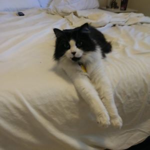 Meet your Posher, Paul